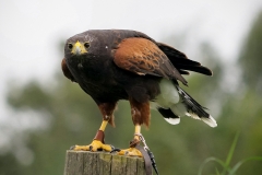 andredyr0028