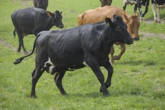 andredyr0043