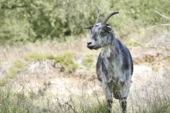 andredyr0051