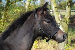 horse0001