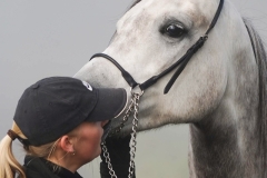 horse0002