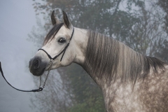 horse0003