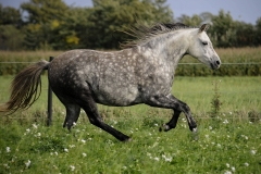 horse0005