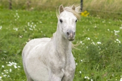horse0007