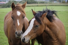 horse0009