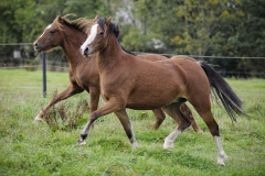 horse0010