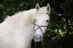 horse0011