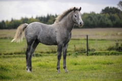 horse0012