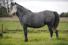 horse0013