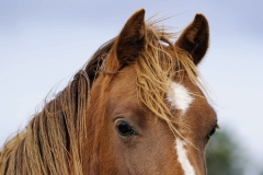 horse0014