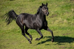 horse0015