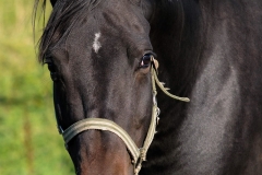 horse0016