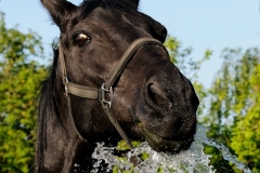 horse0017