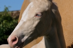 horse0018
