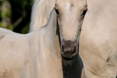 horse0019