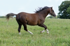 horse0020