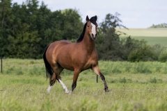 horse0021