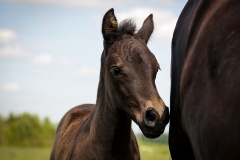 horse0023