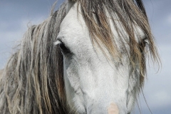 horse0025