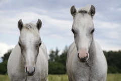 horse0026