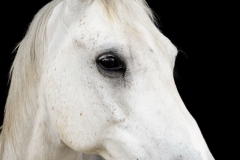 horse0028