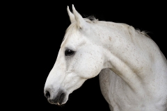 horse0029