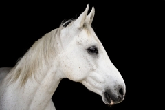 horse0030