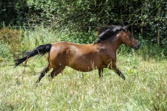 horse0031
