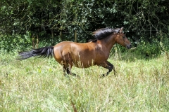 horse0032