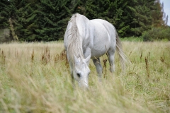 horse0034
