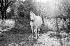 horse0035