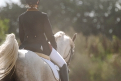 horse0036