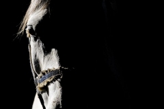 horse0039