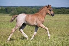 horse0040