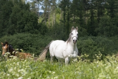 horse0041