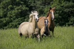 horse0042