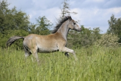 horse0043