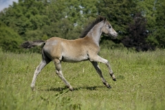 horse0044
