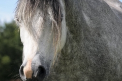 horse0045
