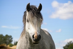 horse0046