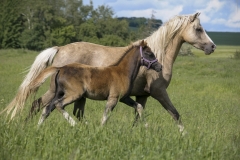 horse0047