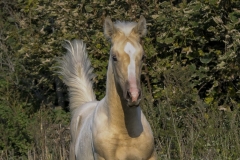 horse0048