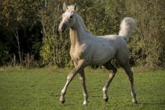 horse0049