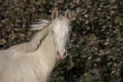 horse0050