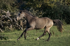 horse0051