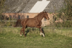 horse0052