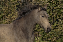 horse0053