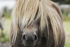 horse0056