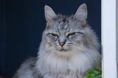 cat0001