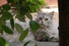 cat0002